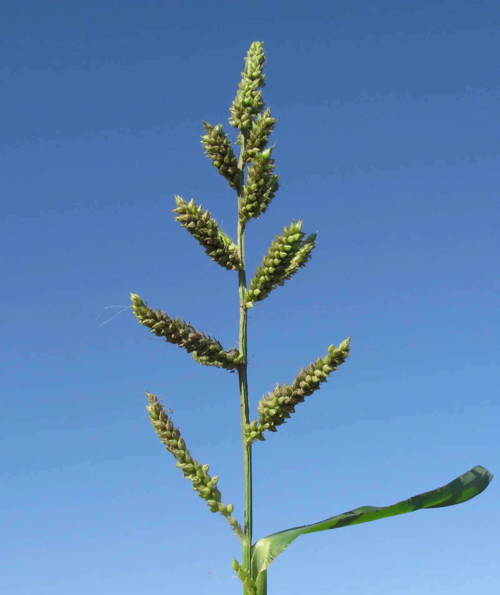 Japanese Grass Sedge (Carex Morrowii) — arching leaves that exhibit a rich green color with striking white or cream variegated edges; the Japanese Grass Sedge