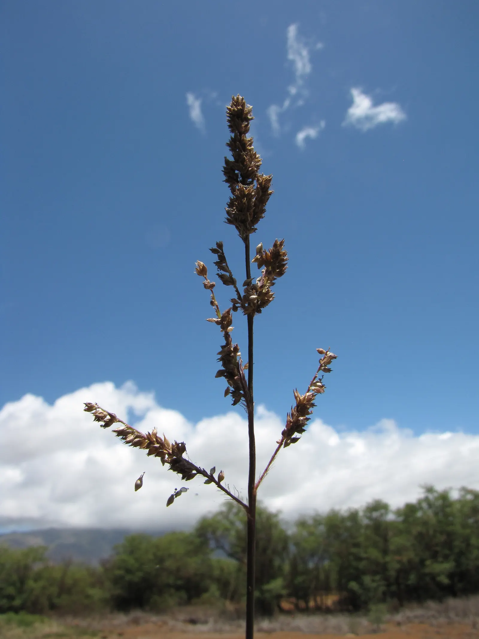 Japanese Grass Sedge (Carex Morrowii) — Carex morrowii offers year-round interest with minimal maintenance; vibrant landscape.<br><br>Ideal for, image 94