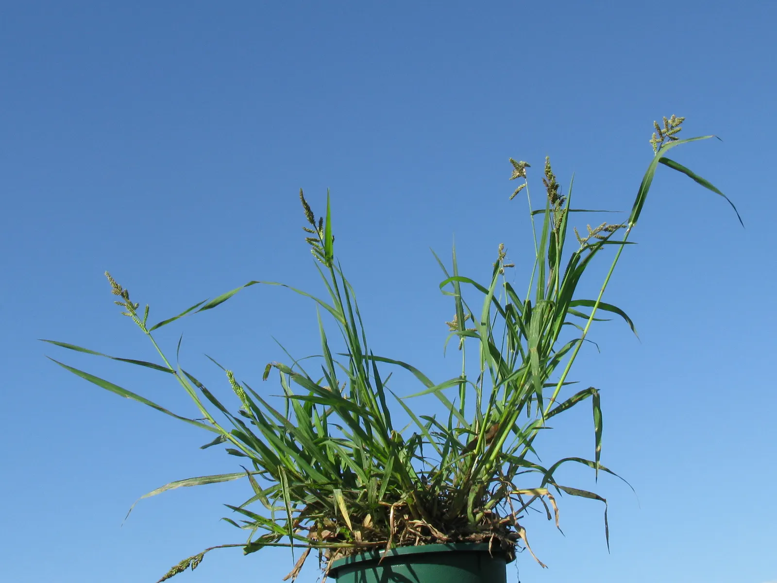 Japanese Grass Sedge (Carex Morrowii) — grass / ground cover for half or shade; displaying versatility that can meet the needs of nearly any garden, image 110