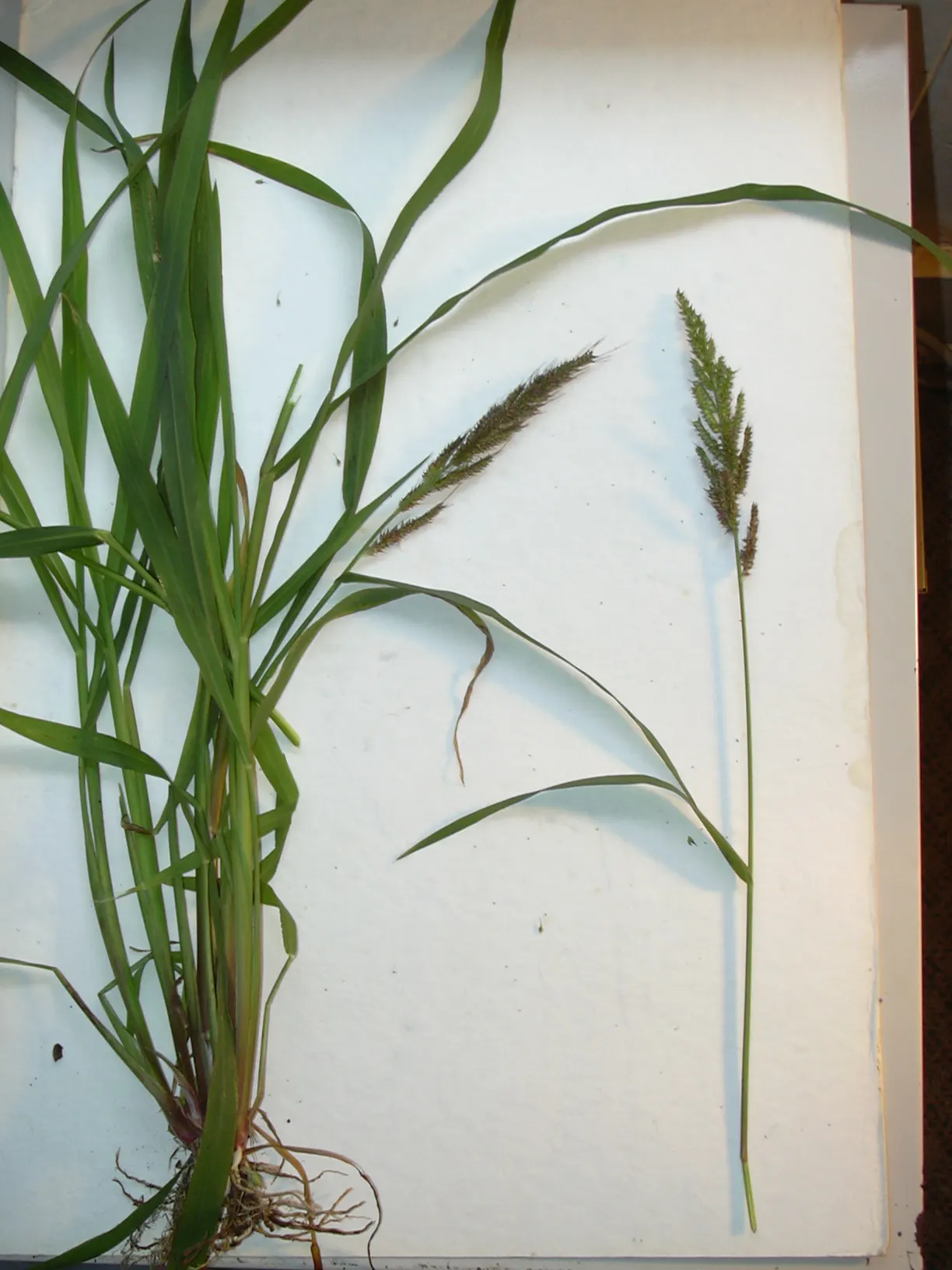 Japanese Grass Sedge (Carex Morrowii) — It prefers well-draining soil but is adaptable to a range of soil types; this sedge is rarely affected by, image 122