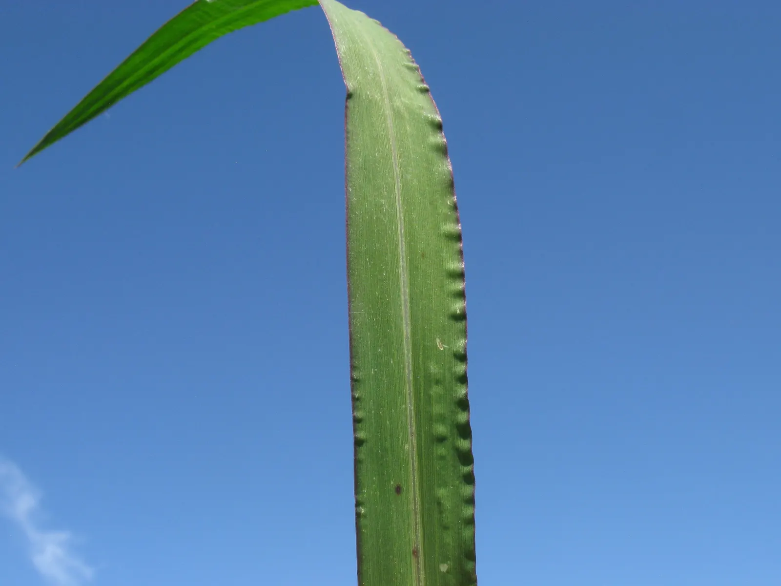 Japanese Grass Sedge (Carex Morrowii) — vibrant landscape.<br><br>Ideal for mass plantings