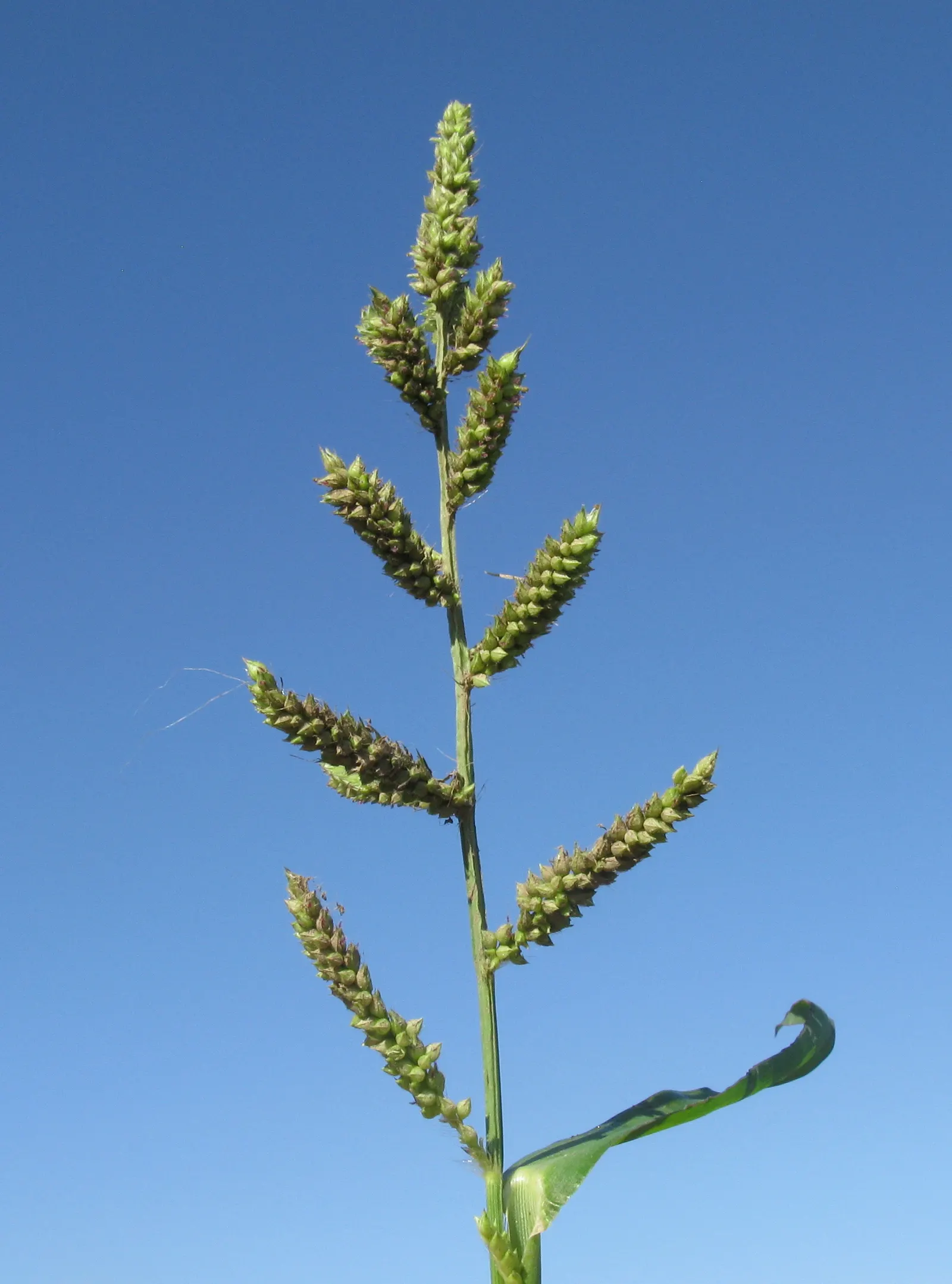 Japanese Grass Sedge (Carex Morrowii) — The Japanese Grass Sedge, Carex morrowii, is a decorative, clump-forming evergreen sedge, thriving in U.S, image 133