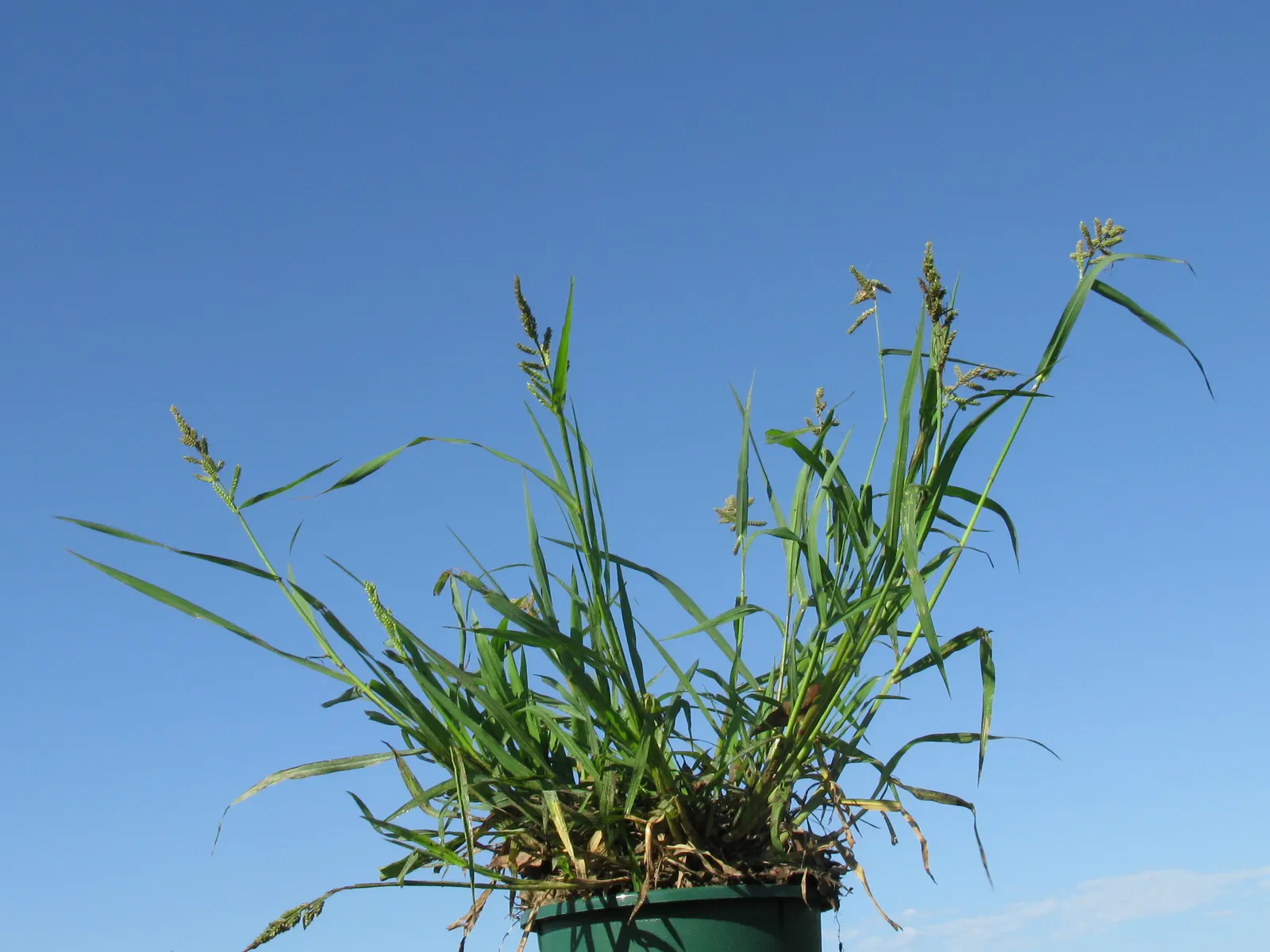 Japanese Grass Sedge (Carex Morrowii) — only requiring trimming back in late winter or early spring to encourage fresh; grass / ground cover for, image 57