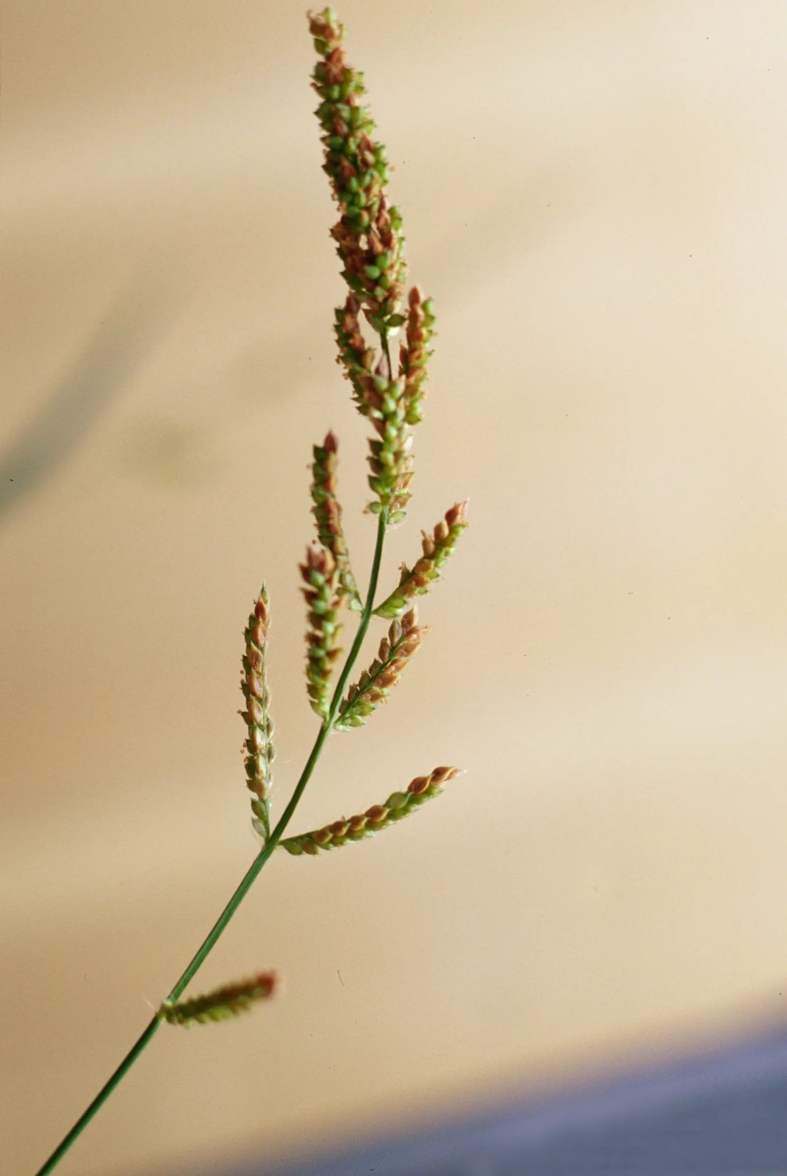 Japanese Grass Sedge (Carex Morrowii) — displaying versatility that can meet the needs of nearly any garden design brief