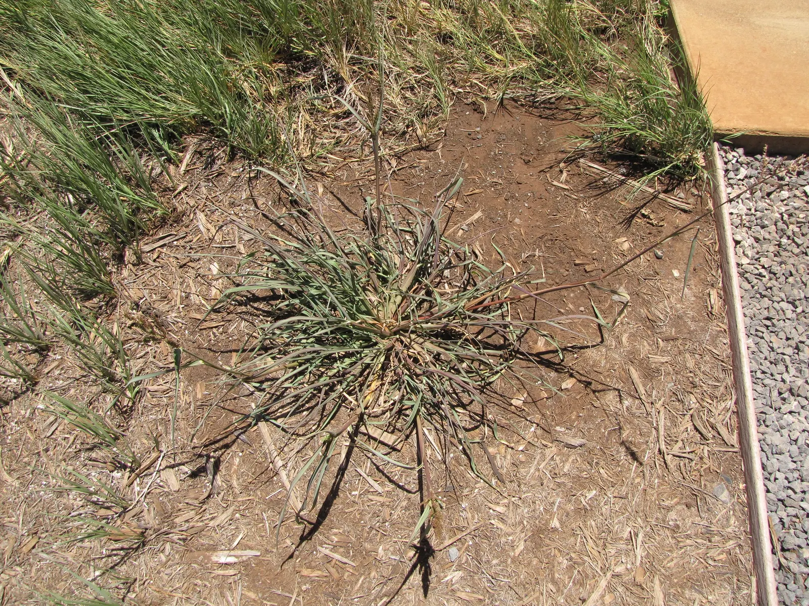Japanese Grass Sedge (Carex Morrowii) — this sedge is rarely affected by pests or diseases; its dense tufts are evergreen in milder climates, image 147
