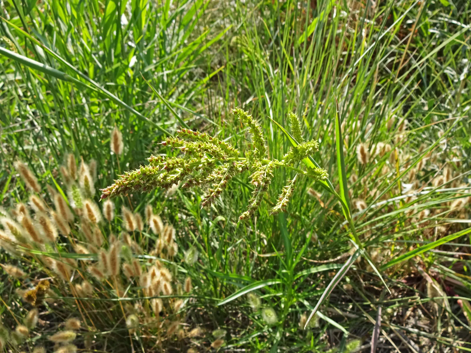 Japanese Grass Sedge (Carex Morrowii) — making it an excellent choice for those tricky areas beneath trees or in slightly shaded corners of the, image 143