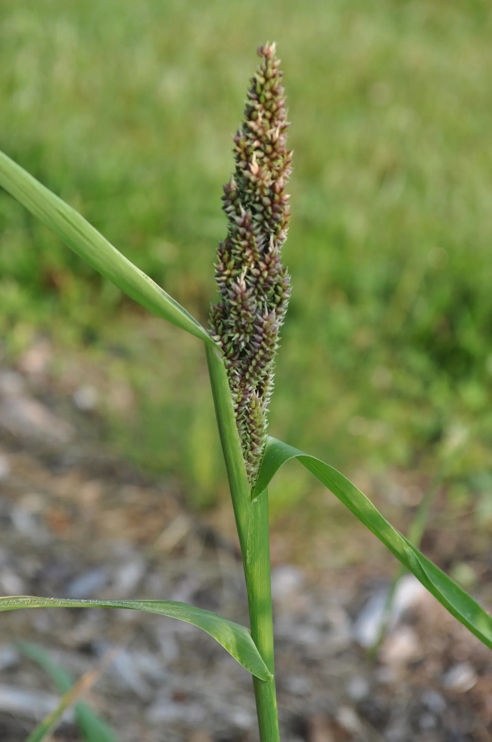 Japanese Grass Sedge (Carex Morrowii) — grass / ground cover for half or shade; displaying versatility that can meet the needs of nearly any garden, image 88