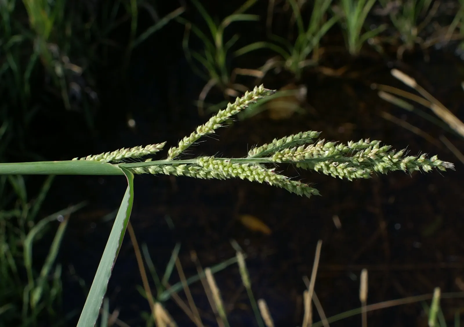 Japanese Grass Sedge (Carex Morrowii) — grass / ground cover with white blooms; it prefers well-draining soil but is adaptable to a range of soil, image 65