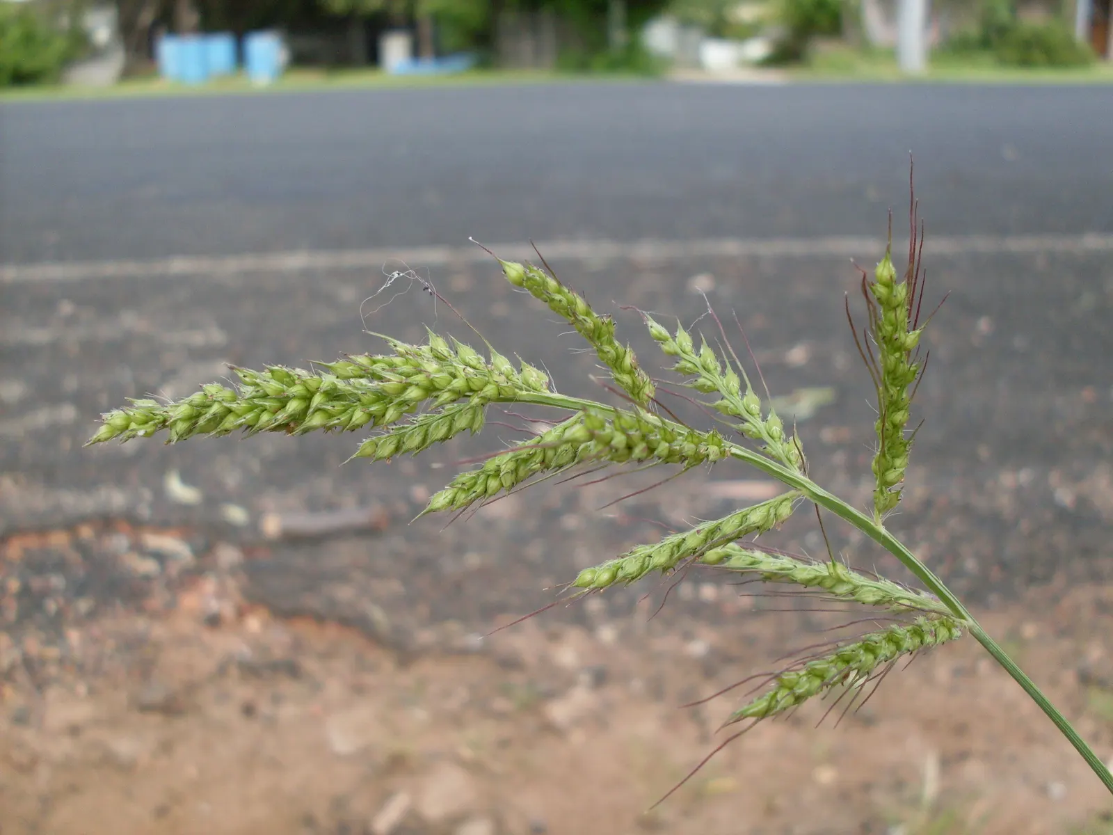 Japanese Grass Sedge (Carex Morrowii) — making it a reliable choice for a healthy; grass / ground cover with white blooms, image 104