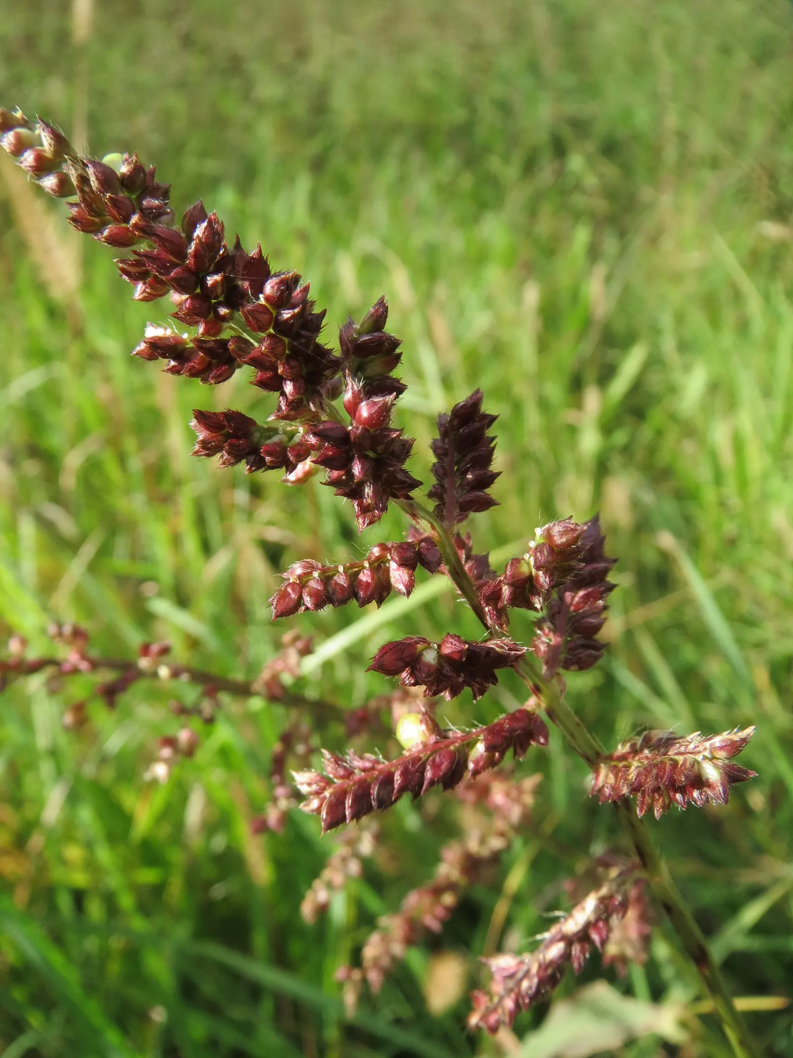 Japanese Grass Sedge (Carex Morrowii) — It is also an attractive option for erosion control on slopes or to soften the edges of water features, image 62