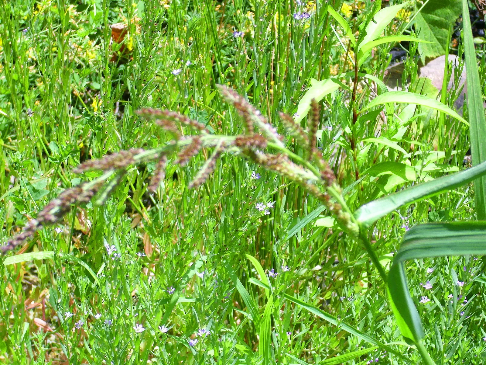 Japanese Grass Sedge (Carex Morrowii) — gracefully arching to a height of about 1 foot; it is also an attractive option for erosion control on, image 135