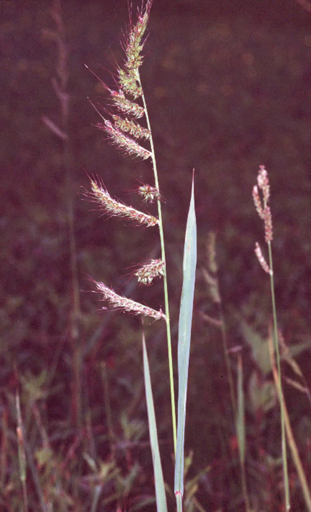 Japanese Grass Sedge (Carex Morrowii) — is a versatile and ornamental perennial well-suited for a variety of landscape designs; its foliage consists of narrow