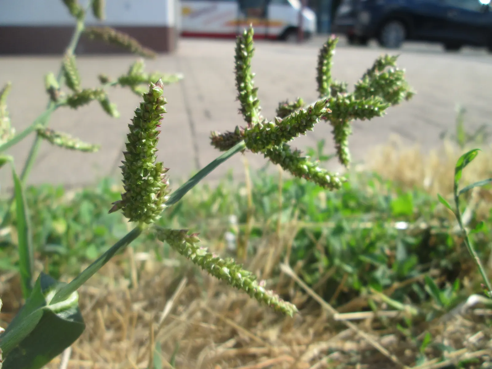 Japanese Grass Sedge (Carex Morrowii) — scientifically known as Carex morrowii