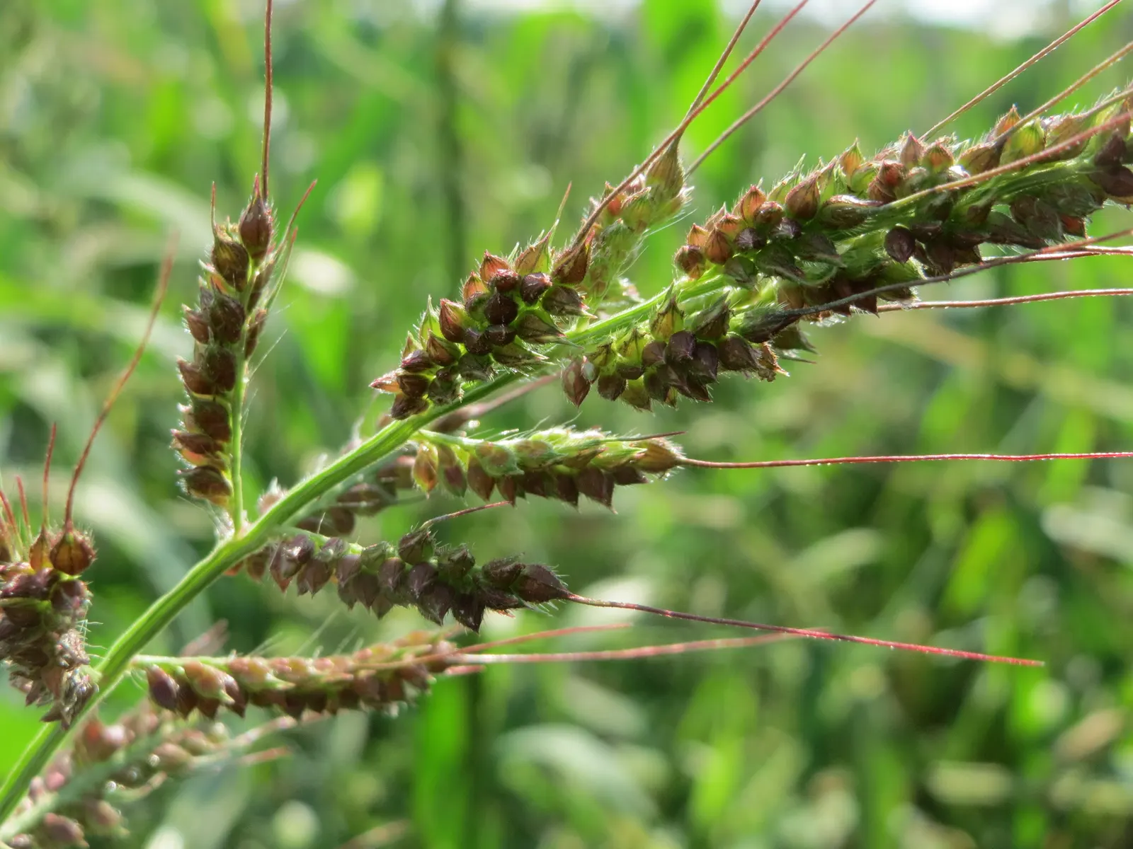 Japanese Grass Sedge (Carex Morrowii) — The Japanese Grass Sedge, Carex morrowii, is a decorative, clump-forming evergreen sedge, thriving in U.S, image 89