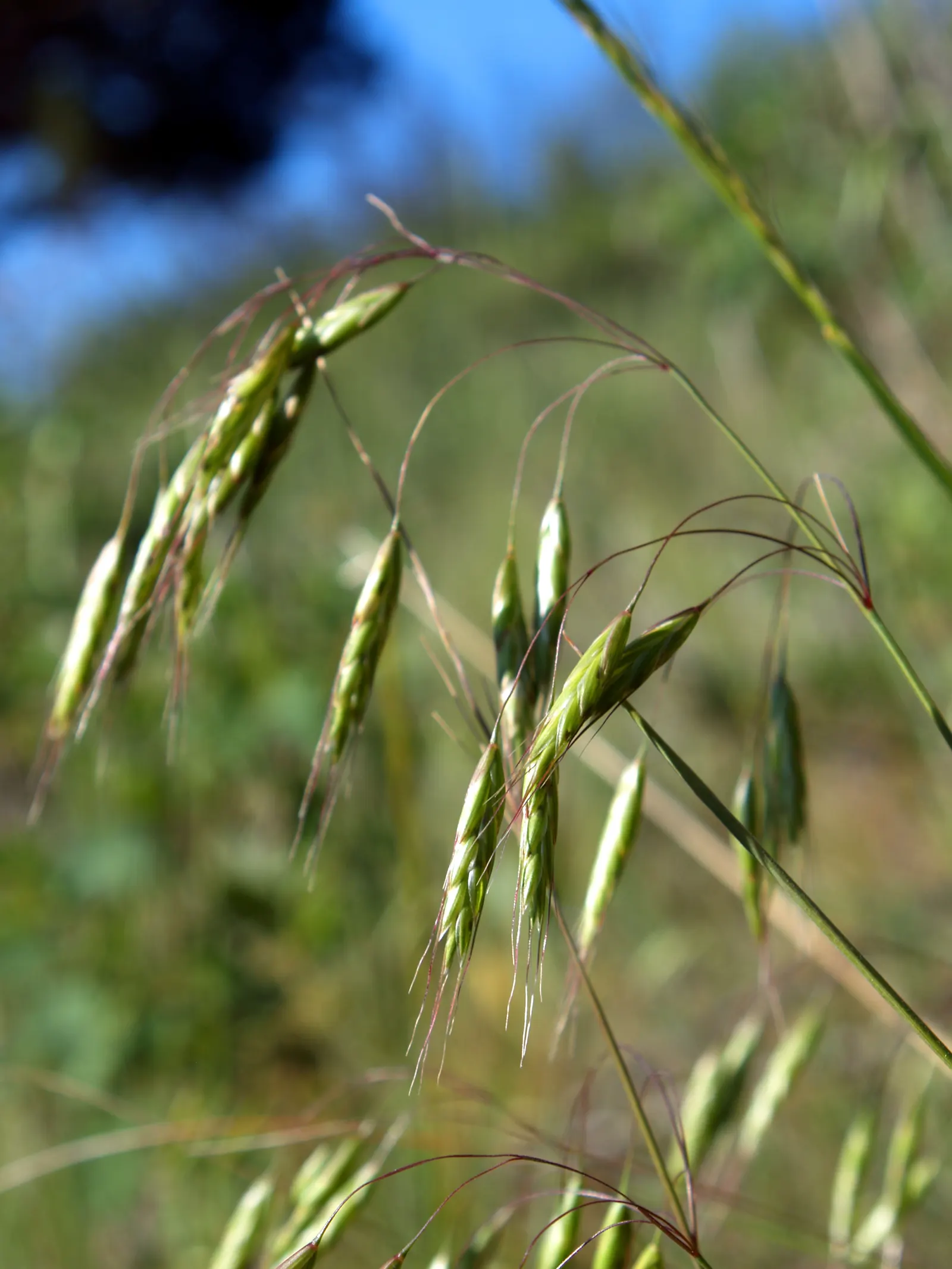 Japanese Grass Sedge (Carex Morrowii) — Its foliage consists of narrow; making it a reliable choice for a healthy