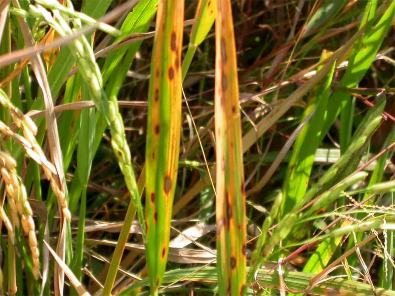 Japanese Grass Sedge (Carex Morrowii) — Ideal for border edges and shaded underplanting; arching leaves that exhibit a rich green color with, image 115