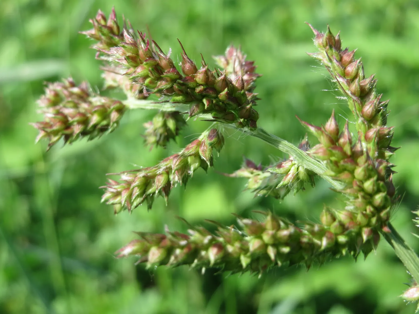 Japanese Grass Sedge (Carex Morrowii) — arching leaves that exhibit a rich green color with striking white or cream variegated edges; the Japanese, image 142