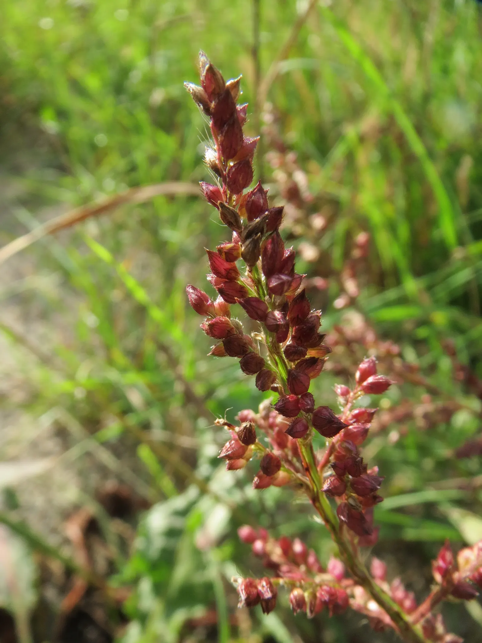 Japanese Grass Sedge (Carex Morrowii) — making it a reliable choice for a healthy; grass / ground cover with white blooms, image 60
