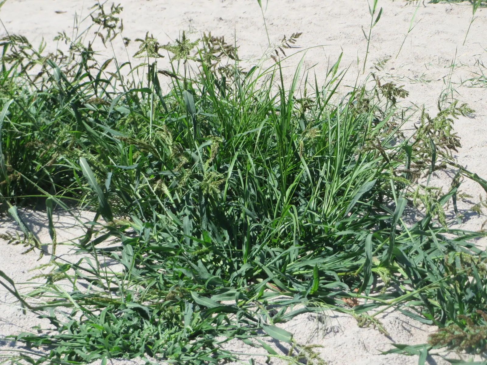 Japanese Grass Sedge (Carex Morrowii) — It prefers well-draining soil but is adaptable to a range of soil types; this sedge is rarely affected by pests or