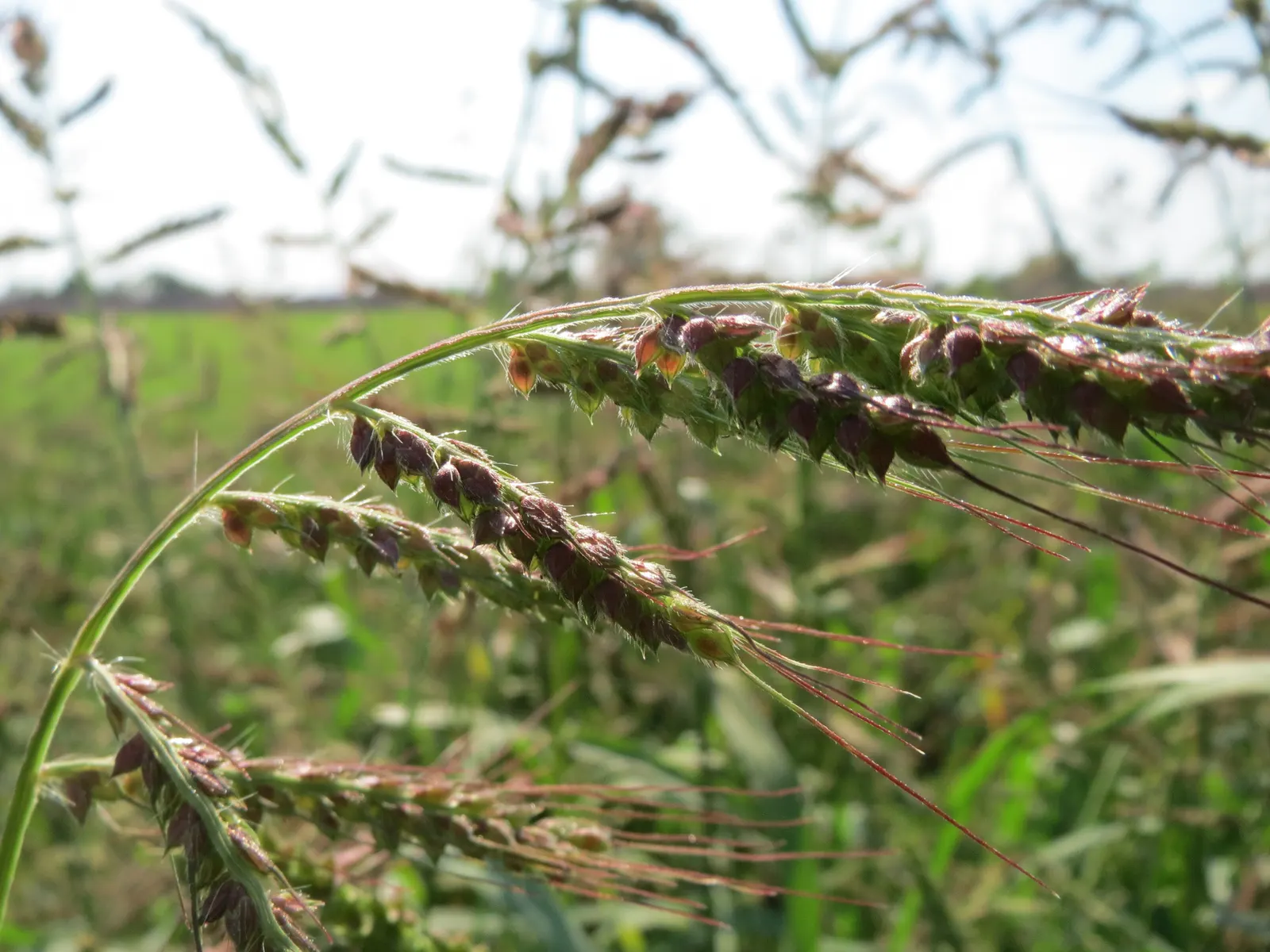 Japanese Grass Sedge (Carex Morrowii) — Prefers partial to full shade and moist, well-drained soils; gracefully arching to a height of about 1 foot