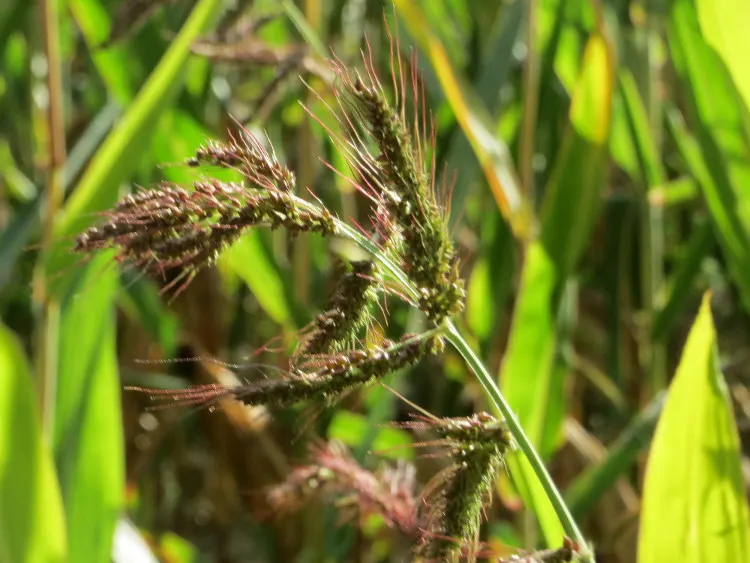 Japanese Grass Sedge (Carex Morrowii) — Prefers partial to full shade and moist, well-drained soils; gracefully arching to a height of about 1 foot, image 70
