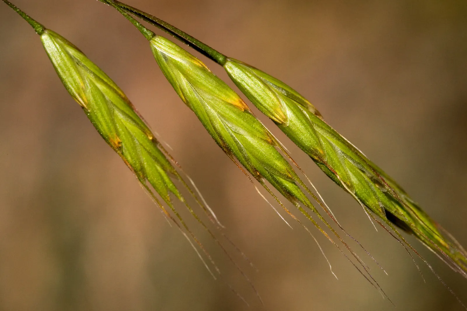 Japanese Grass Sedge (Carex Morrowii) — Its dense tufts are evergreen in milder climates, providing year-round interest; scientifically known as, image 102