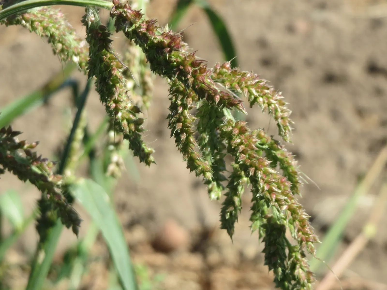 Japanese Grass Sedge (Carex Morrowii) — only requiring trimming back in late winter or early spring to encourage fresh; grass / ground cover for, image 79
