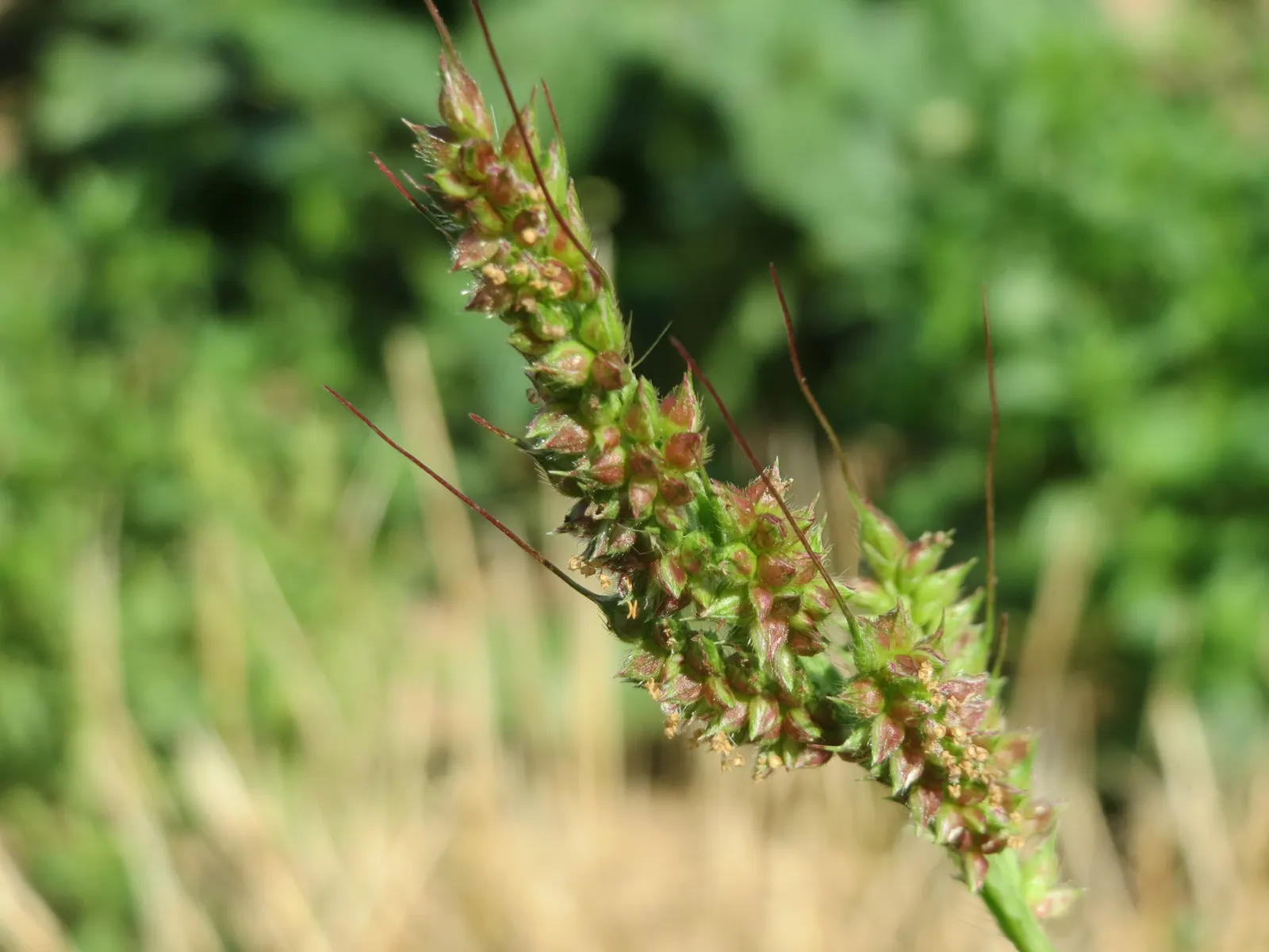 Japanese Grass Sedge (Carex Morrowii) — this sedge is rarely affected by pests or diseases; its dense tufts are evergreen in milder climates, providing