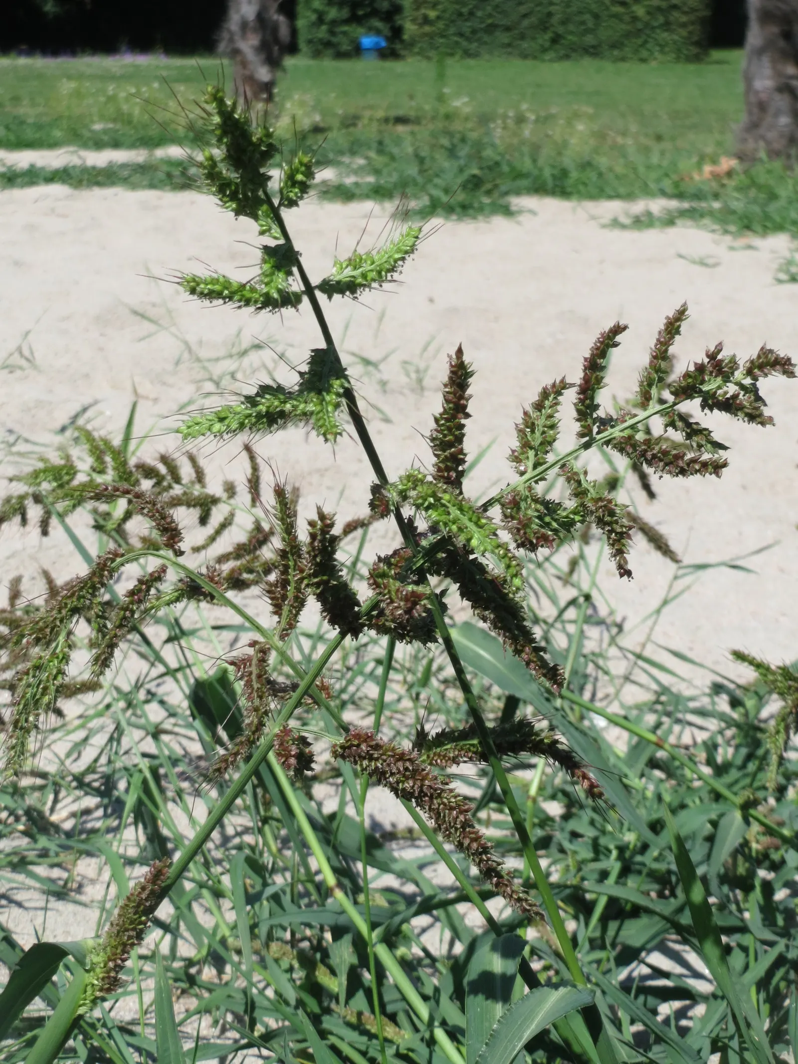 Japanese Grass Sedge (Carex Morrowii) — scientifically known as Carex morrowii; variegated leaves up to 18 inches long and about 0.5 inches wide, image 95