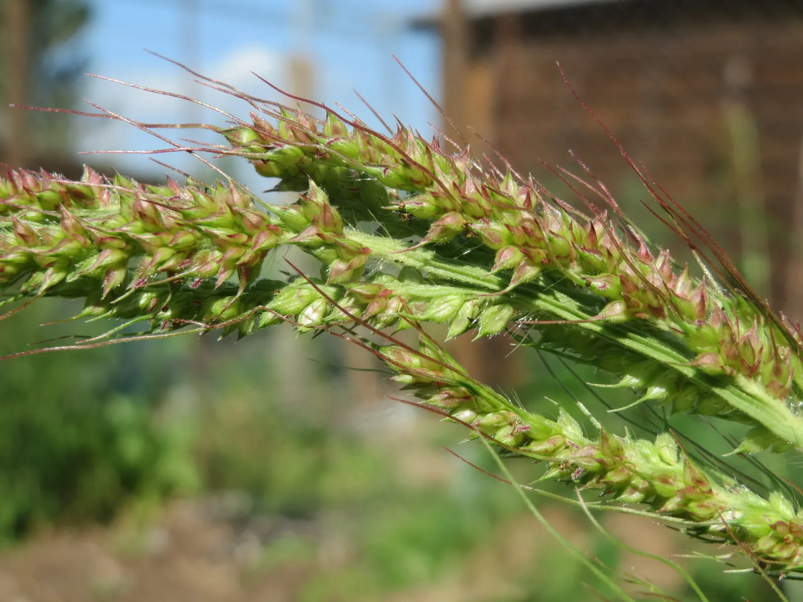 Japanese Grass Sedge (Carex Morrowii) — vibrant landscape.<br><br>Ideal for mass plantings; carex morrowii offers year-round interest with minimal, image 105