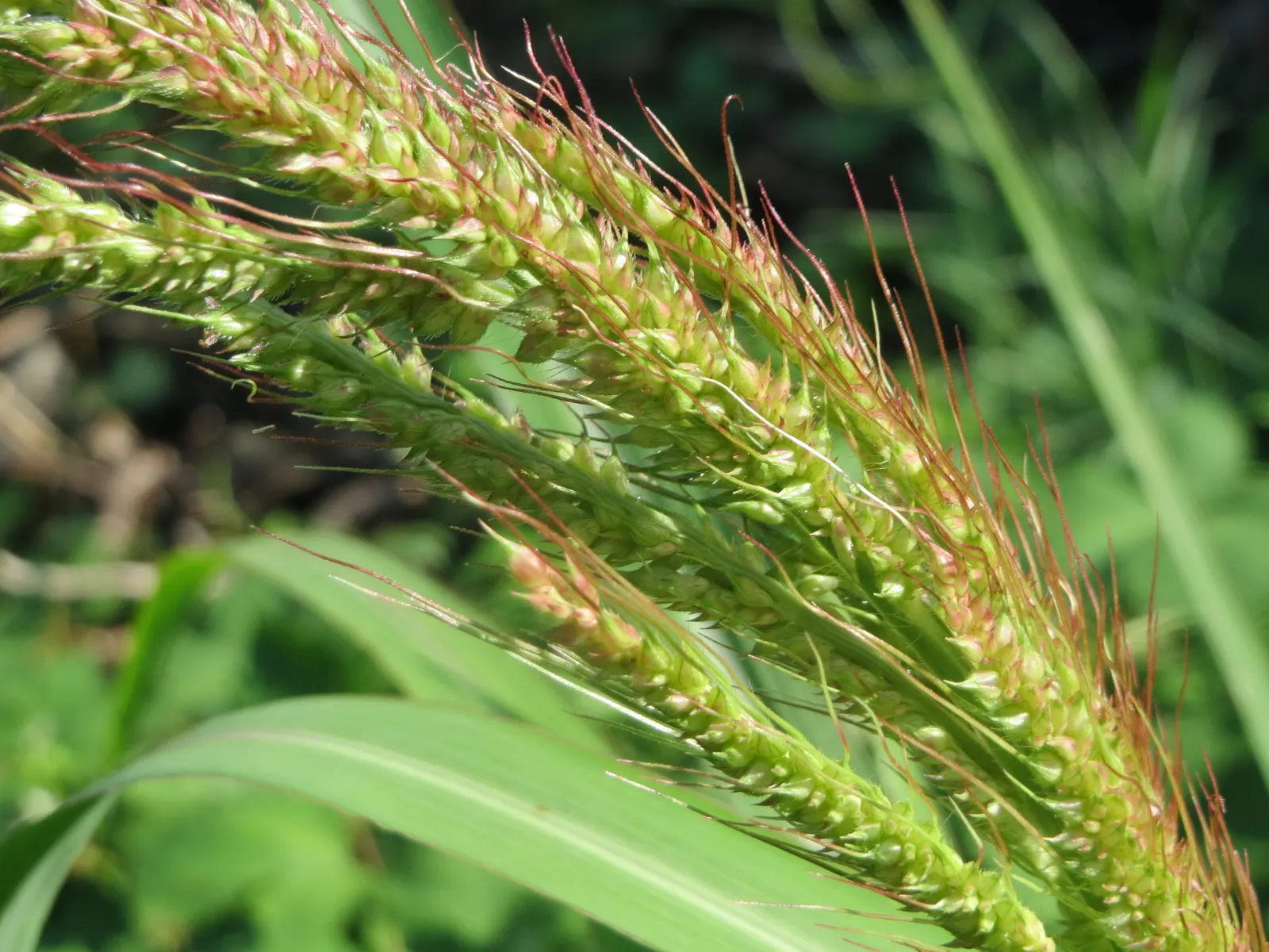 Japanese Grass Sedge (Carex Morrowii) — gracefully arching to a height of about 1 foot; it is also an attractive option for erosion control on slopes or to