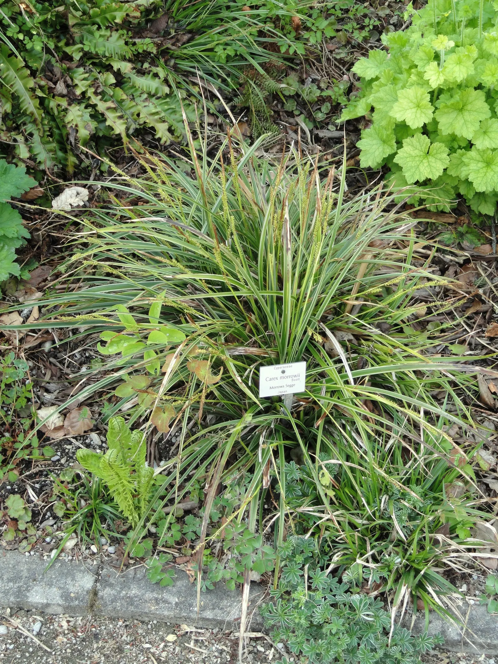 Japanese Grass Sedge (Carex Morrowii) — is a versatile and ornamental perennial well-suited for a variety of landscape designs; its foliage, image 74