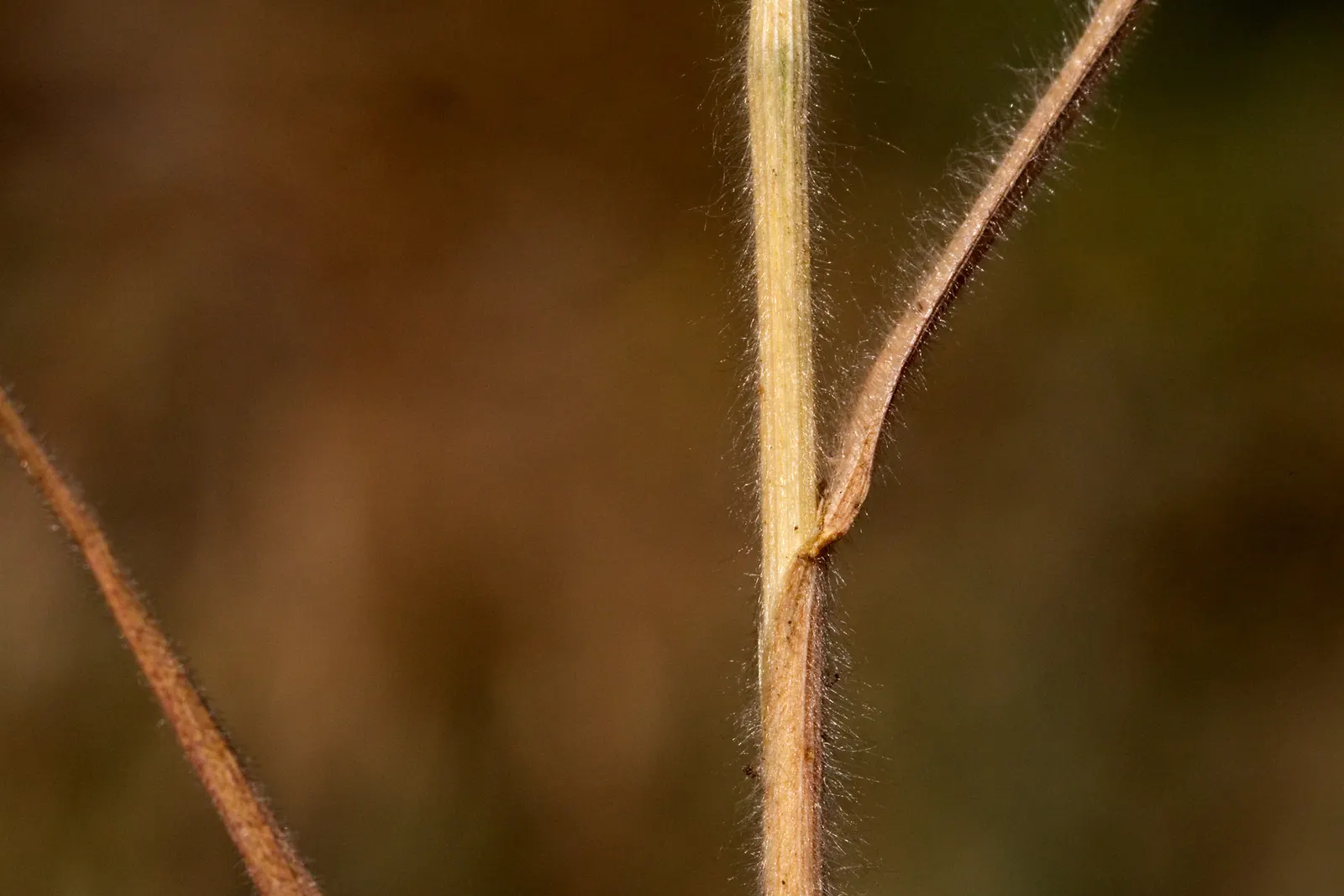 Japanese Grass Sedge (Carex Morrowii) — displaying versatility that can meet the needs of nearly any garden design brief; white flowers in the, image 63
