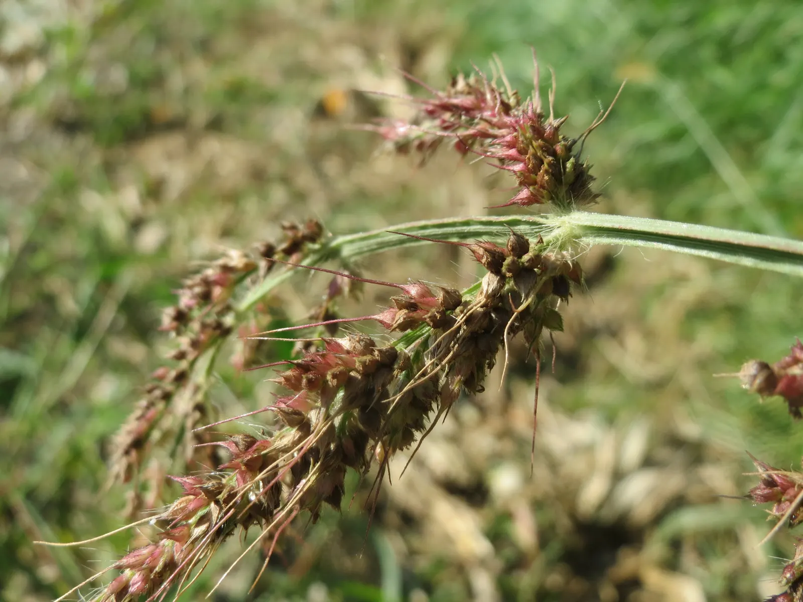 Japanese Grass Sedge (Carex Morrowii) — It is also an attractive option for erosion control on slopes or to soften the edges of water features, image 84