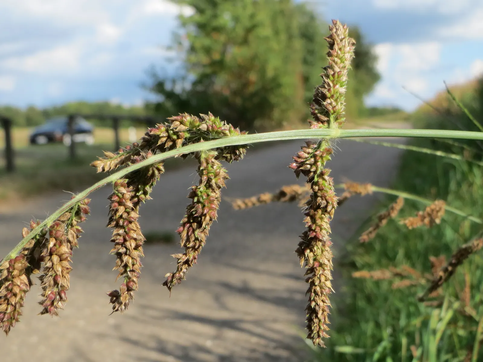 Japanese Grass Sedge (Carex Morrowii) — only requiring trimming back in late winter or early spring to encourage fresh; grass / ground cover for, image 145