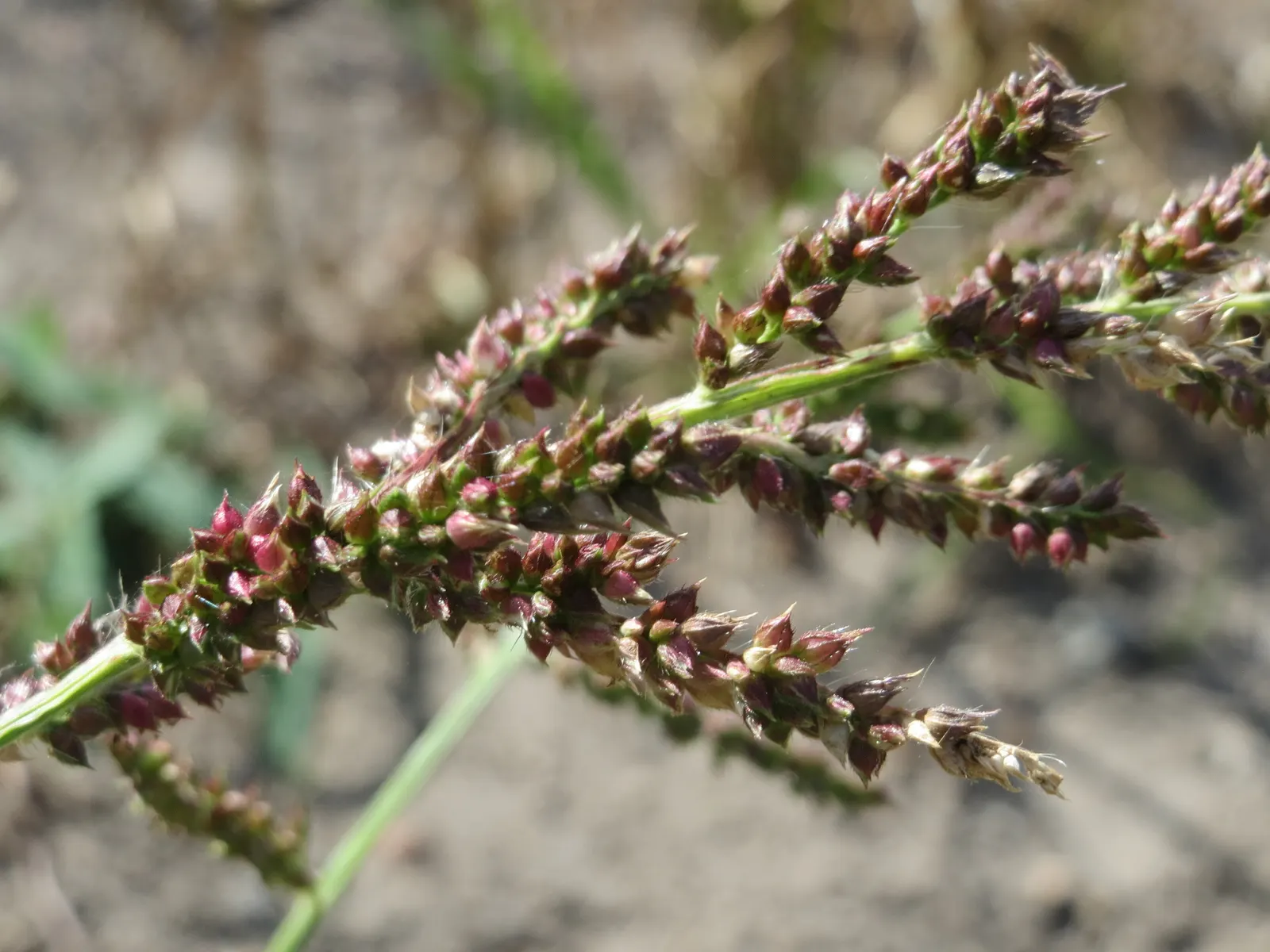 Japanese Grass Sedge (Carex Morrowii) — gracefully arching to a height of about 1 foot; it is also an attractive option for erosion control on, image 47