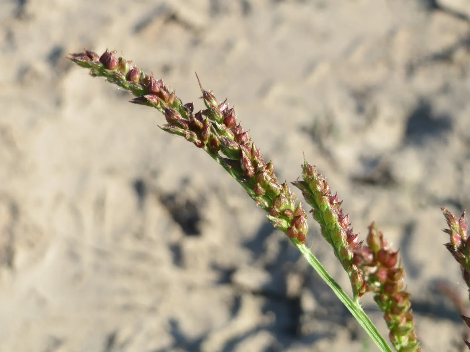 Japanese Grass Sedge (Carex Morrowii) — It prefers well-draining soil but is adaptable to a range of soil types