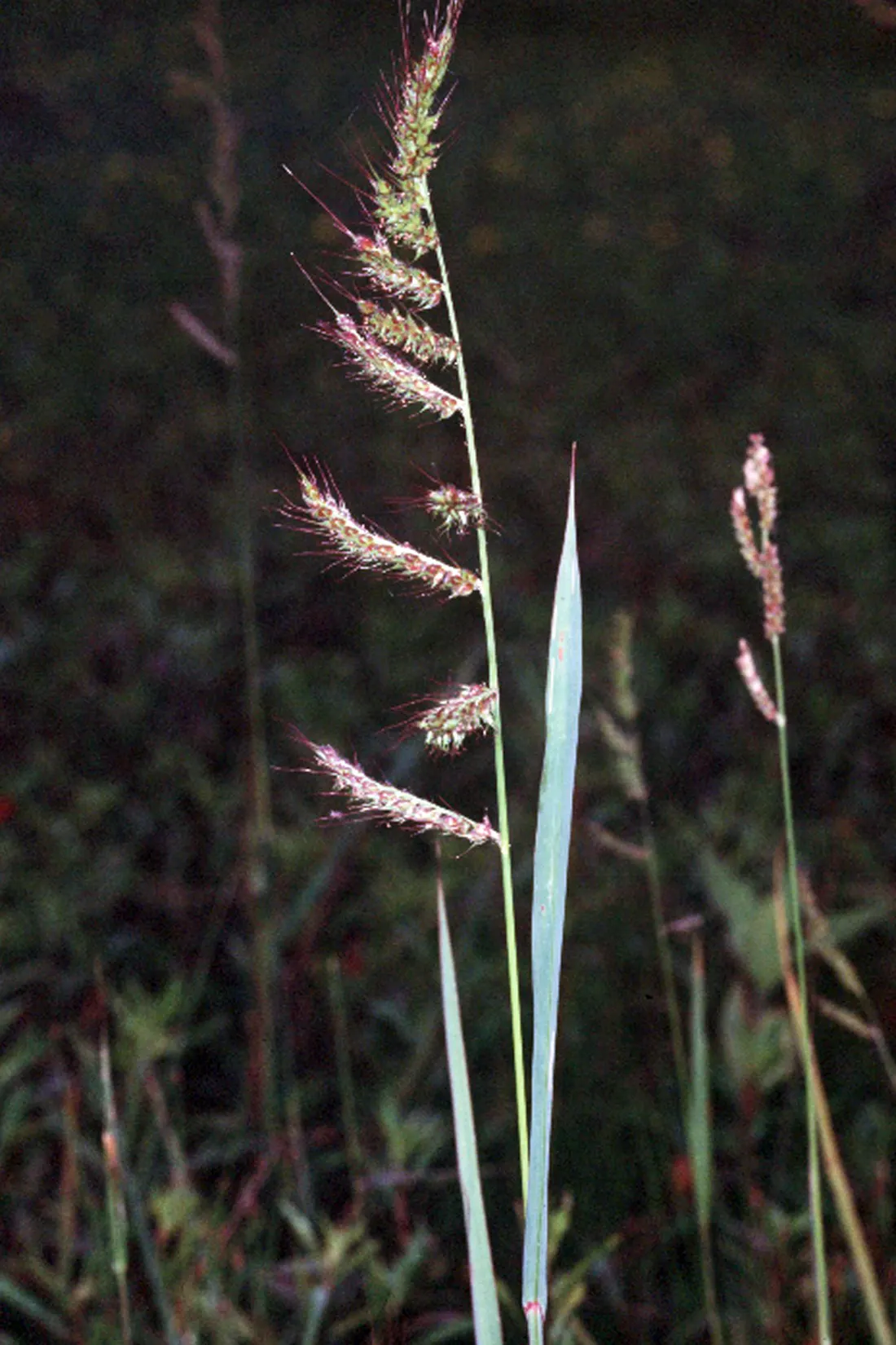 Japanese Grass Sedge (Carex Morrowii) — grass / ground cover with white blooms