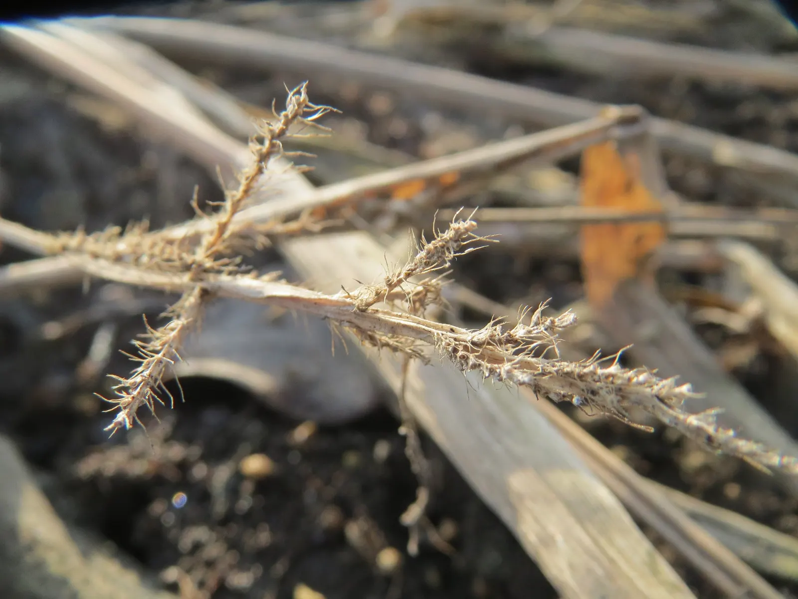 Japanese Grass Sedge (Carex Morrowii) — Prefers partial to full shade and moist, well-drained soils