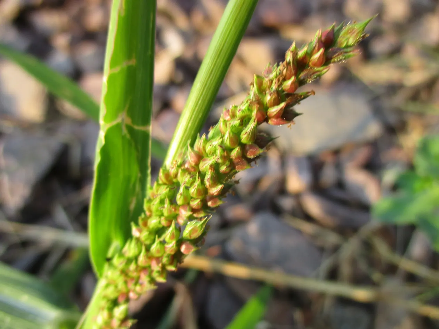 Japanese Grass Sedge (Carex Morrowii) — is a versatile and ornamental perennial well-suited for a variety of landscape designs; its foliage, image 140