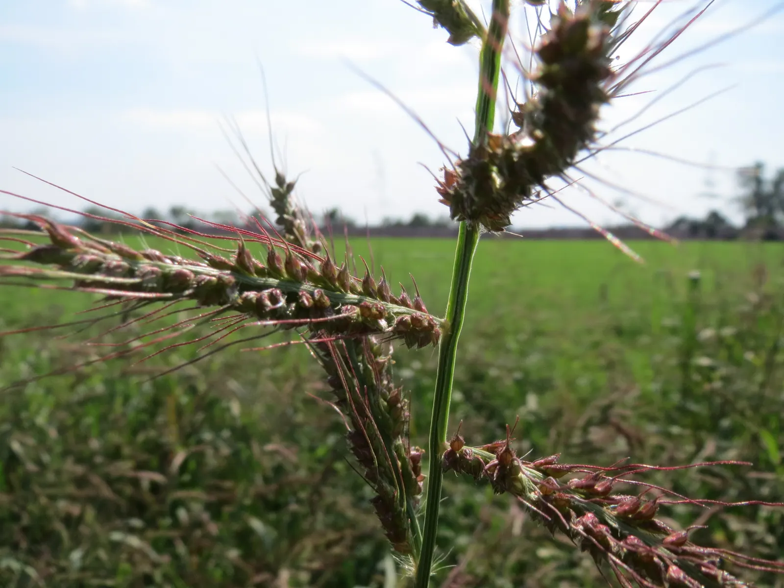 Japanese Grass Sedge (Carex Morrowii) — It prefers well-draining soil but is adaptable to a range of soil types; this sedge is rarely affected by, image 144