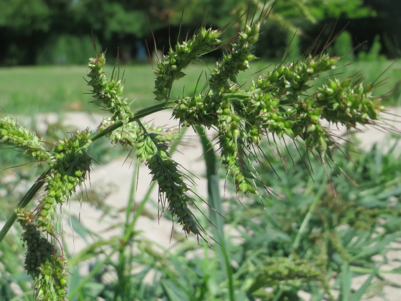 Japanese Grass Sedge (Carex Morrowii) — It is also an attractive option for erosion control on slopes or to soften the edges of water features, image 128