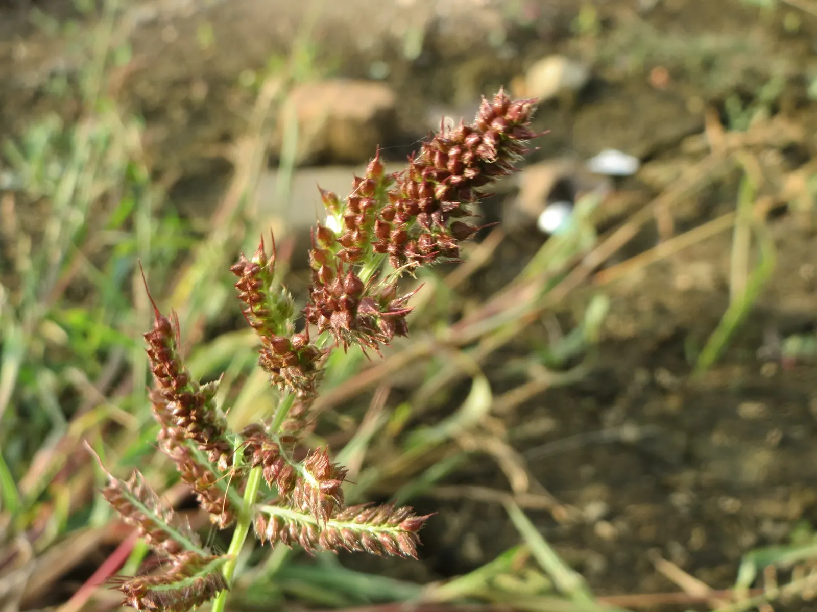 Japanese Grass Sedge (Carex Morrowii) — variegated leaves up to 18 inches long and about 0.5 inches wide; making it an excellent choice for those, image 90