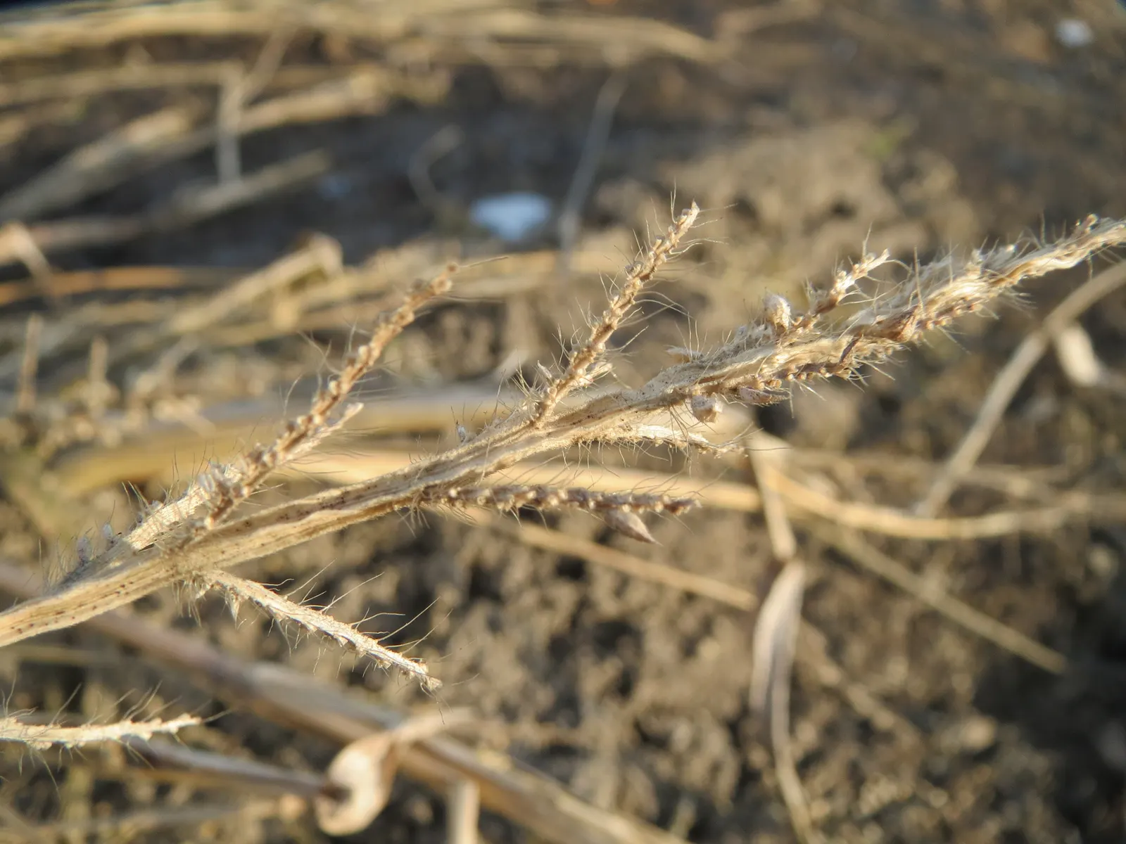 Japanese Grass Sedge (Carex Morrowii) — displaying versatility that can meet the needs of nearly any garden design brief; white flowers in the, image 85