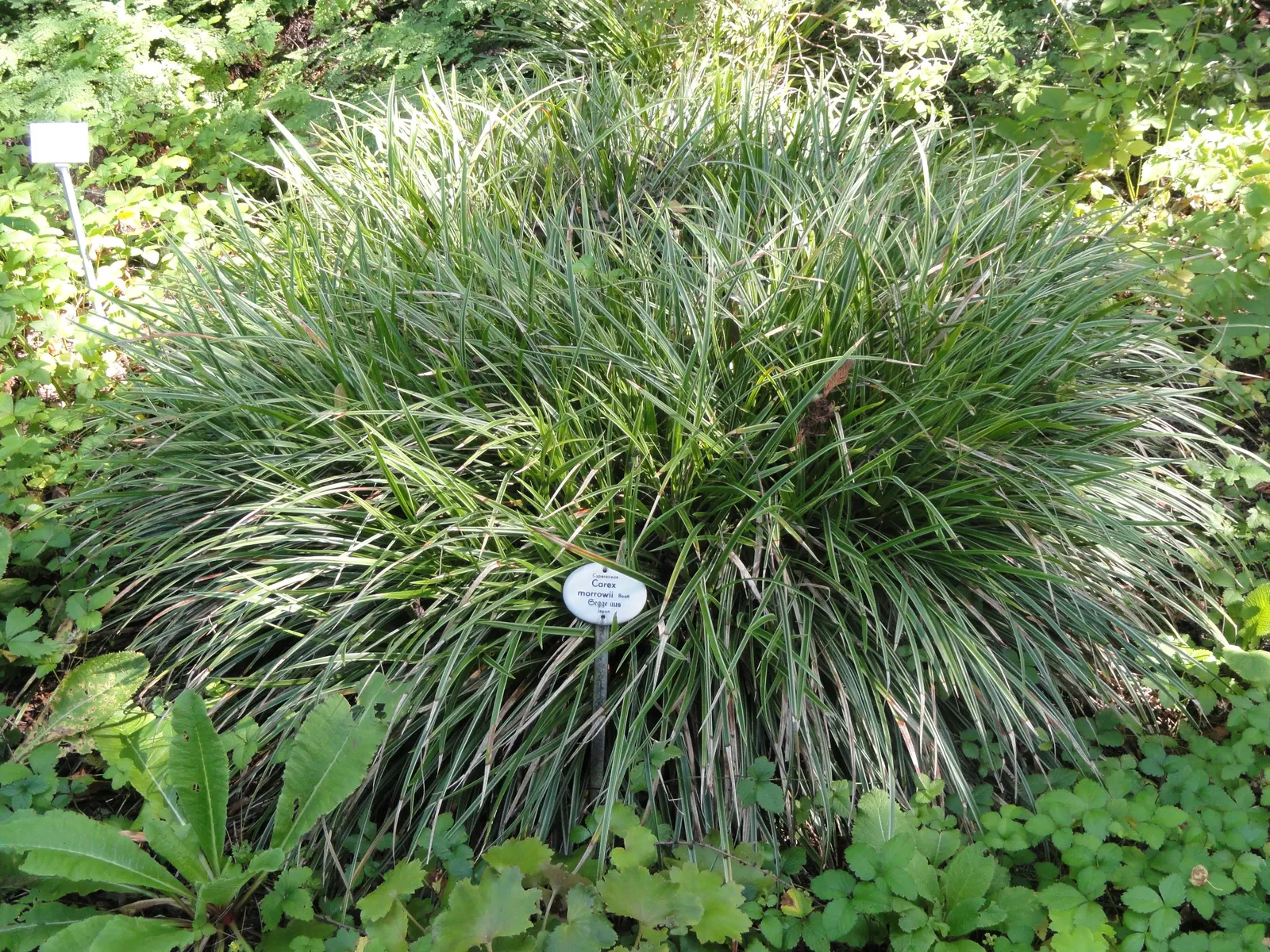 Japanese Grass Sedge (Carex Morrowii) — white flowers in the garden; ideal for border edges and shaded underplanting, image 64