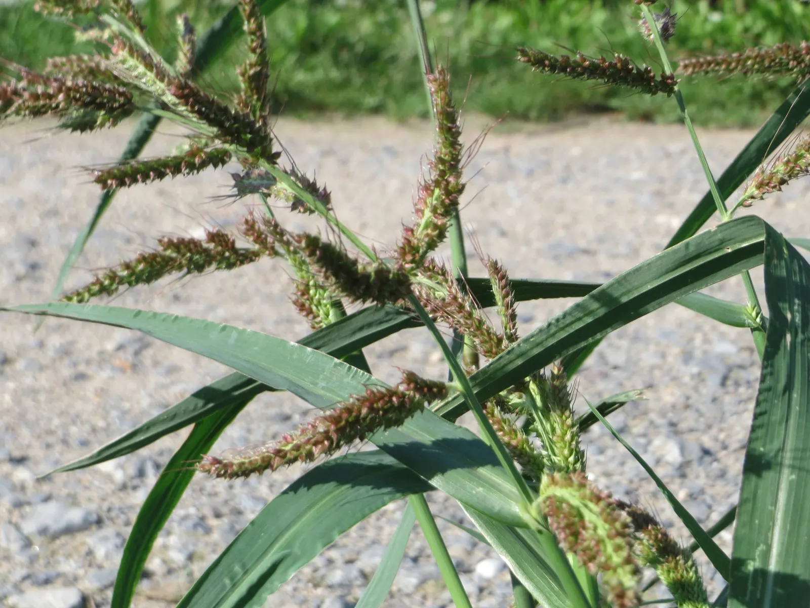 Japanese Grass Sedge (Carex Morrowii) — arching leaves that exhibit a rich green color with striking white or cream variegated edges
