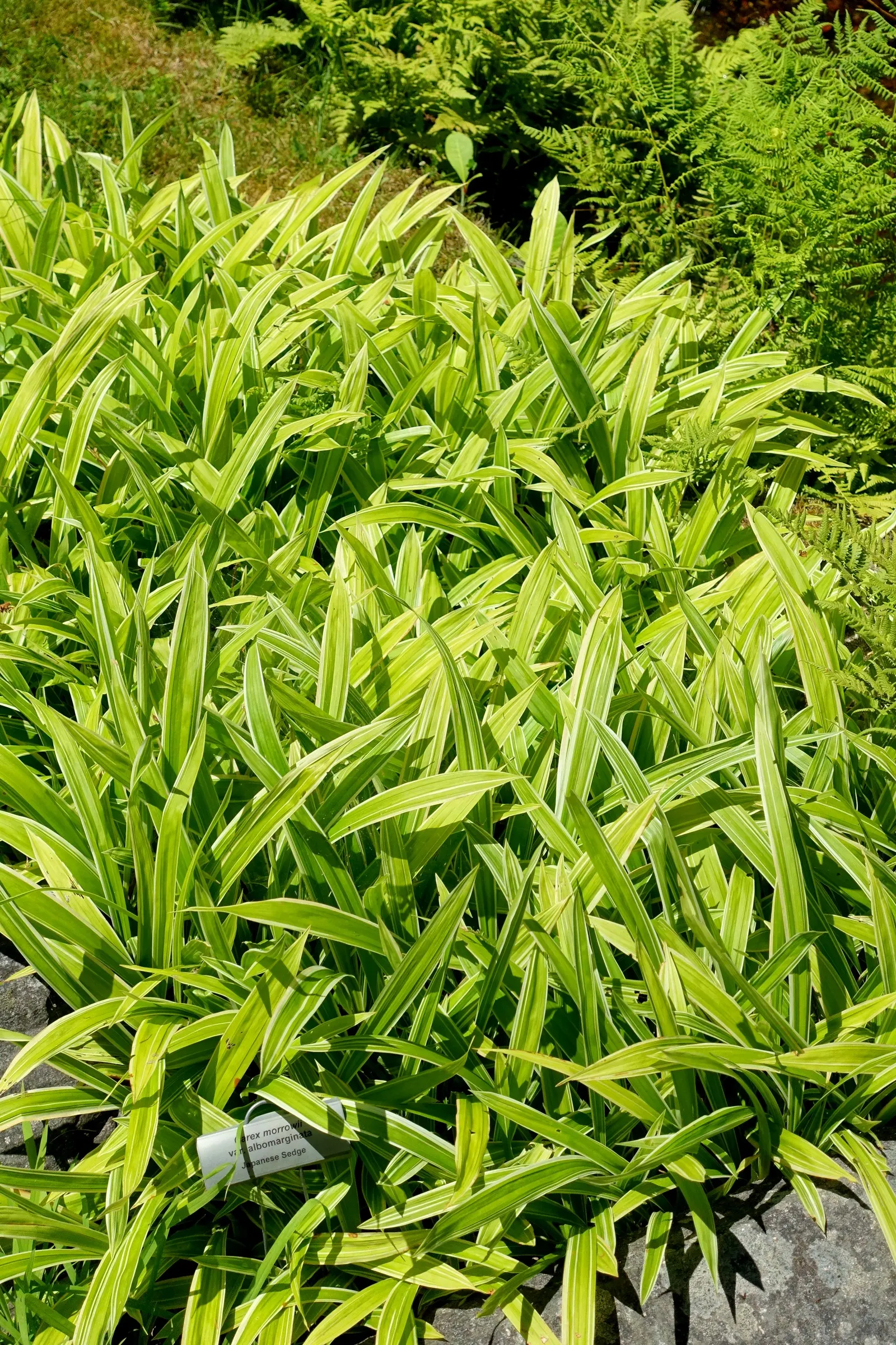 Japanese Grass Sedge (Carex Morrowii) — arching leaves that exhibit a rich green color with striking white or cream variegated edges; the Japanese, image 98