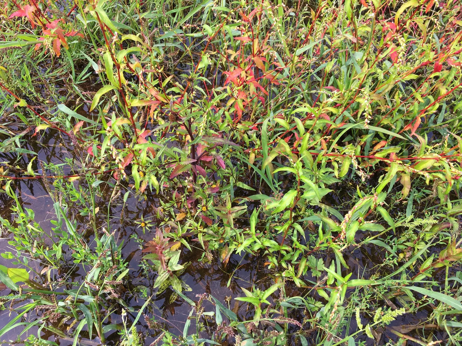 Japanese Grass Sedge (Carex Morrowii) — Carex morrowii offers year-round interest with minimal maintenance; vibrant landscape.<br><br>Ideal for, image 50