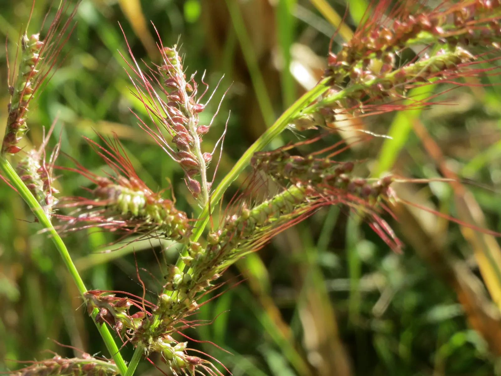 Japanese Grass Sedge (Carex Morrowii) — grass / ground cover with white blooms; it prefers well-draining soil but is adaptable to a range of soil, image 109