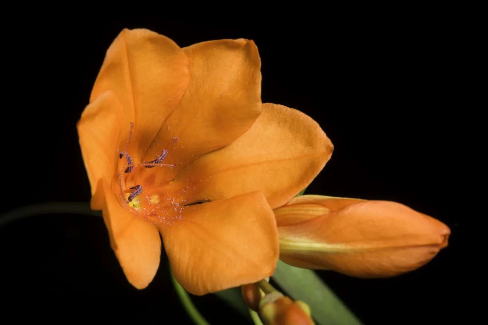 Blazing Star (Tritonia Deusta) — which typically blossom in the spring to early summer